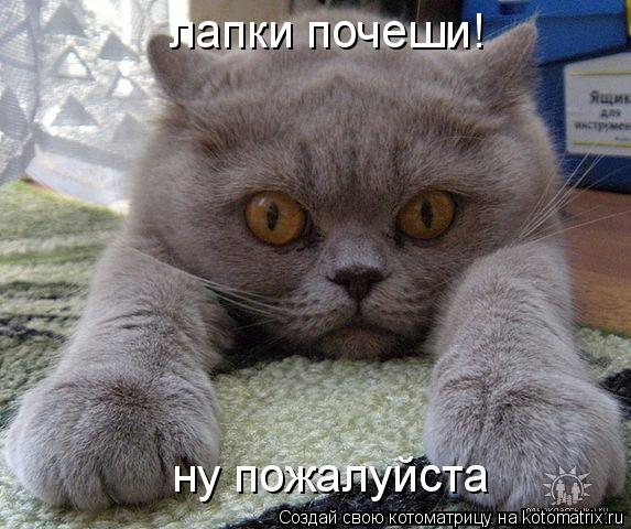 лапки почеши! ну пожалуйста... Котоматрица: лапки почеши! ну пожалуйста
