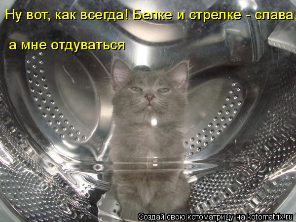 Котоматрица: Ну вот, как всегда! Белке и стрелке - слава, а мне отдуваться