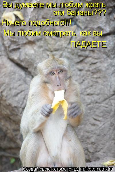 Вы думаете мы любим жрать эти бананы??? Ничего подобного!!! Мы любим смотреть, как вы ПАДАЕТЕ... Котоматрица: Вы думаете мы любим жрать эти бананы??? Ничего подобного!!! Мы любим смотреть, как вы ПАДАЕТЕ