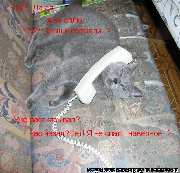 Что?...Да,да... я не сплю... Что?...Мыши сбежали..? Уже рассказывал?.. Час назад?Нет! Я не спал..!нав... Котоматрица: Что?...Да,да... я не сплю... Что?...Мыши сбежали..? Уже рассказывал?.. Час назад?Нет! Я не спал..!наверное..?