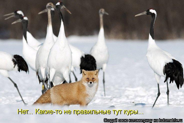 Нет... Какие-то не правильные тут куры...... Котоматрица: Нет... Какие-то не правильные тут куры...