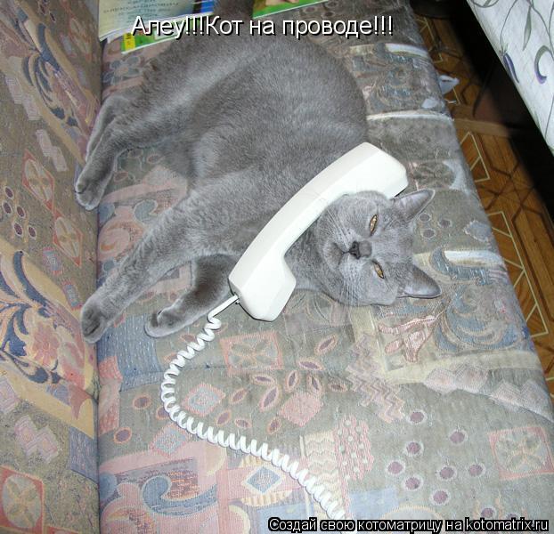 Алеу!!!Кот на проводе!!!... Котоматрица: Алеу!!!Кот на проводе!!!