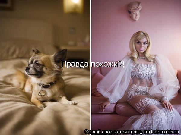 Правда похожи?!... Котоматрица: Правда похожи?!