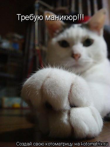 Требую маникюр!!!... Котоматрица: Требую маникюр!!!