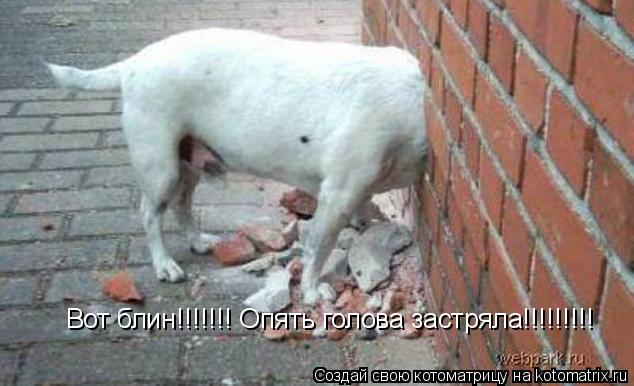 Вот блин!!!!!!! Опять голова застряла!!!!!!!!!... Котоматрица: Вот блин!!!!!!! Опять голова застряла!!!!!!!!!