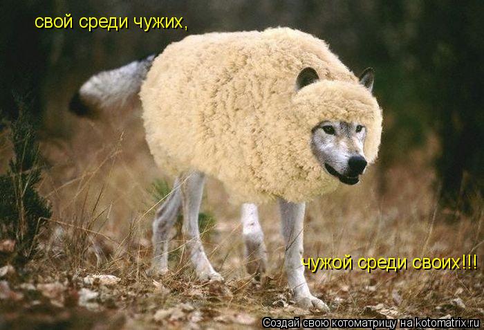 свой среди чужих, чужой среди своих!!!... Котоматрица: свой среди чужих, чужой среди своих!!!