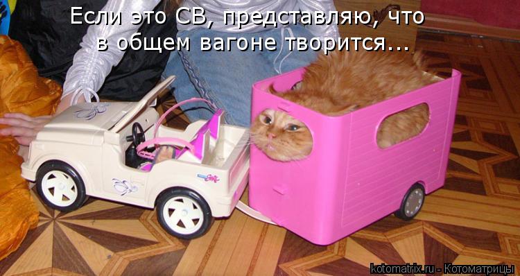 Если это СВ, представляю, что в общем вагоне творится...... Котоматрица: Если это СВ, представляю, что в общем вагоне творится...