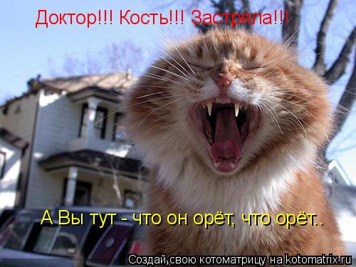 Доктор!!! Кость!!! Застряла!!! А Вы тут - что он орёт, что орёт..... Котоматрица: Доктор!!! Кость!!! Застряла!!! А Вы тут - что он орёт, что орёт..