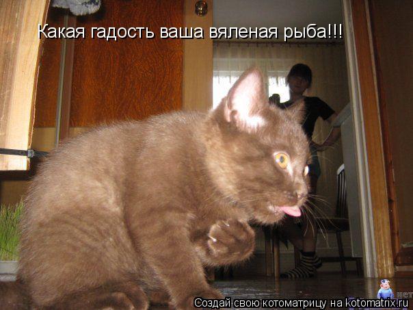 Какая гадость ваша вяленая рыба!!!... Котоматрица: Какая гадость ваша вяленая рыба!!!