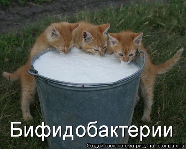 Котоматрица: Бифидобактерии