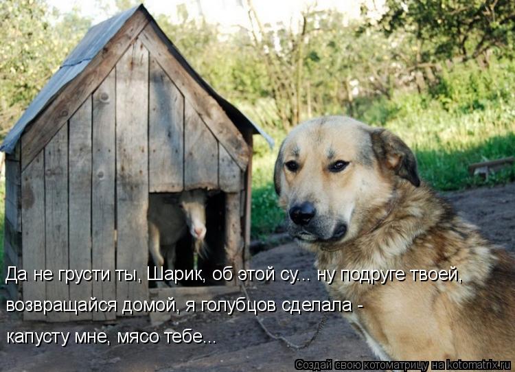 Да не грусти ты, Шарик, об этой су... ну подруге твоей, возвращайся домой, я голубцов сделала - кап... Котоматрица: Да не грусти ты, Шарик, об этой су... ну подруге твоей, возвращайся домой, я голубцов сделала - капусту мне, мясо тебе...