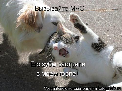 Вызывайте МЧС! Его зубы застряли в моём горле!... Котоматрица: Вызывайте МЧС! Его зубы застряли в моём горле!