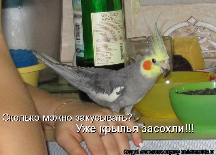 Сколько можно закусывать?! Наливай дава Уже крылья засохли!!!... Котоматрица: Сколько можно закусывать?! Наливай дава Уже крылья засохли!!!
