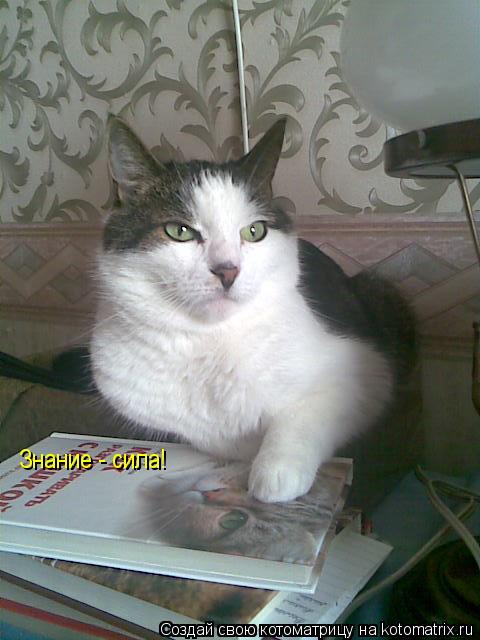 Знание - сила!... Котоматрица: Знание - сила!