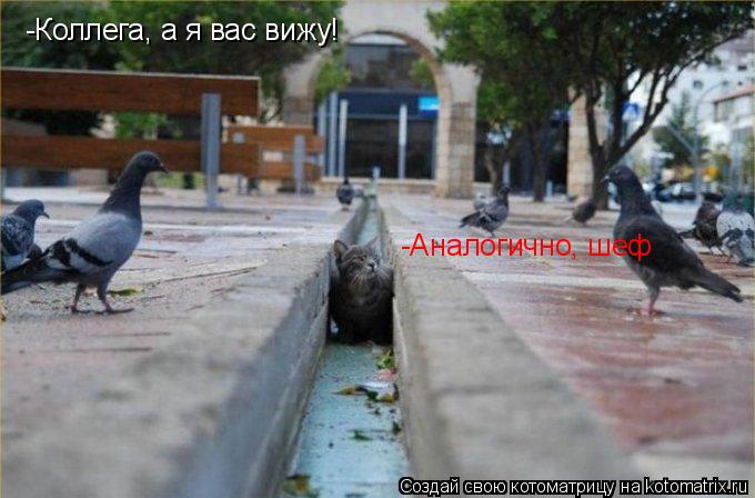 -Коллега, а я вас вижу! -Аналогично, шеф... Котоматрица: -Коллега, а я вас вижу! -Аналогично, шеф
