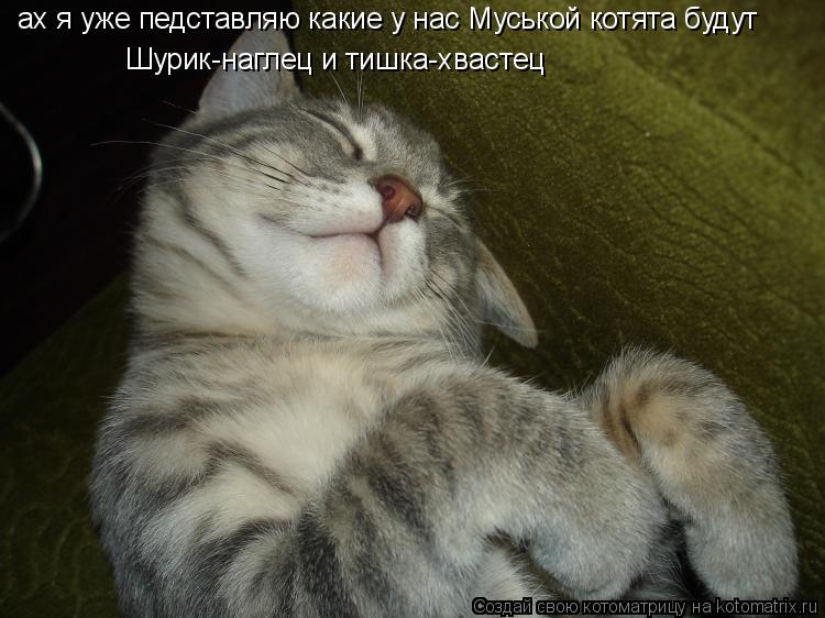 Котоматрица: ах я уже педставляю какие у нас Муськой котята будут Шурик-наглец и тишка-хвастец