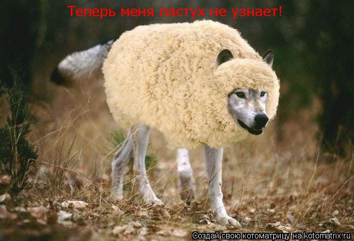 Котоматрица: Теперь меня пастух не узнает!
