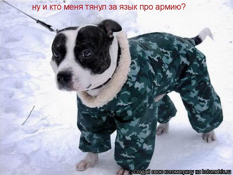 Котоматрица: ну и кто меня тянул за язык про армию?