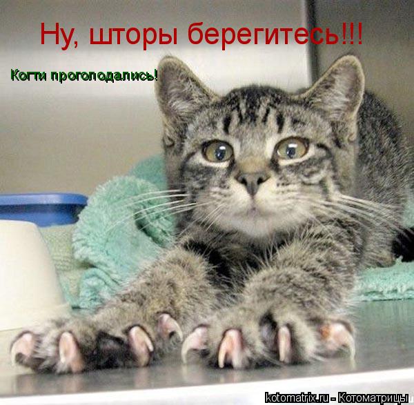 Котоматрица: Ну, шторы берегитесь!!! Когти проголодались!