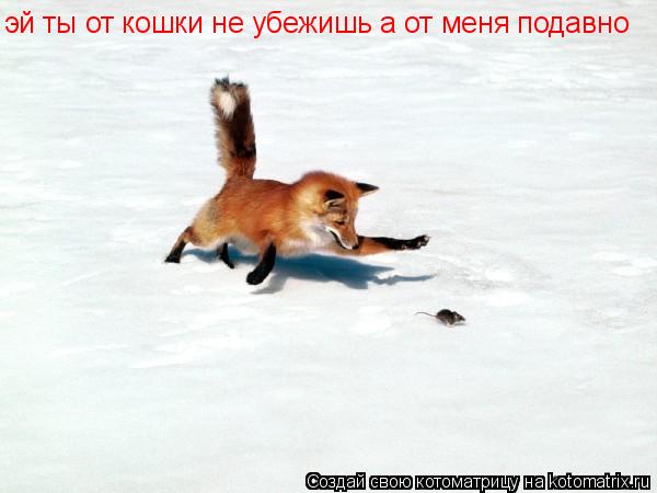 Котоматрица: эй ты от кошки не убежишь а от меня подавно