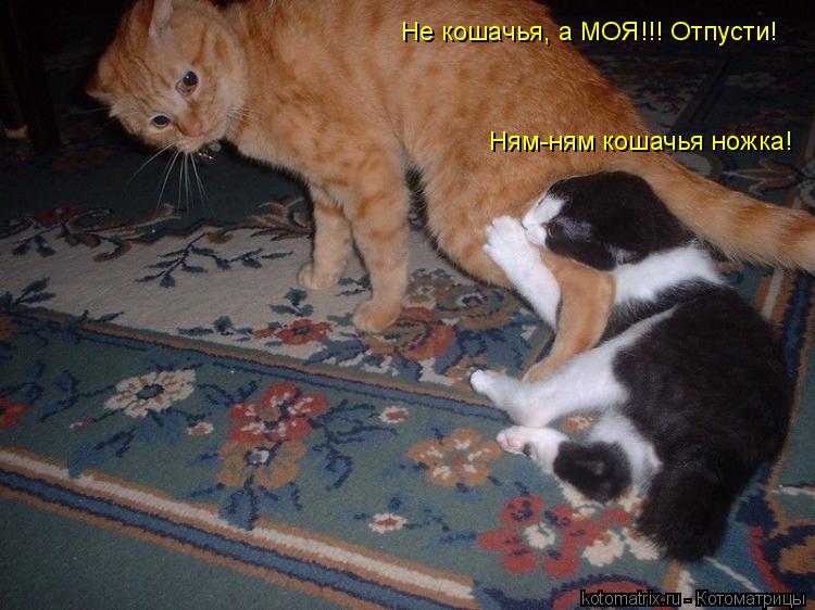 Котоматрица: Ням-ням кошачья ножка! Не кошачья, а МОЯ!!! Отпусти!