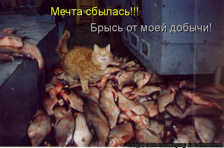 Котоматрица: Мечта сбылась!!! Брысь от моей добычи!