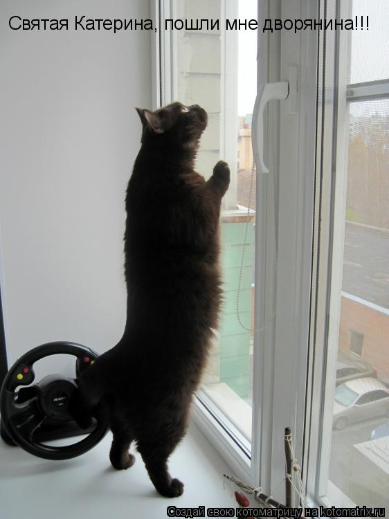 Котоматрица: Святая Катерина, пошли мне дворянина!!!
