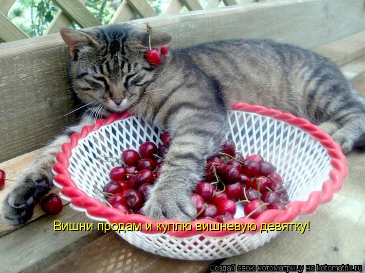 Котоматрица: Вишни продам и куплю вишневую девятку!