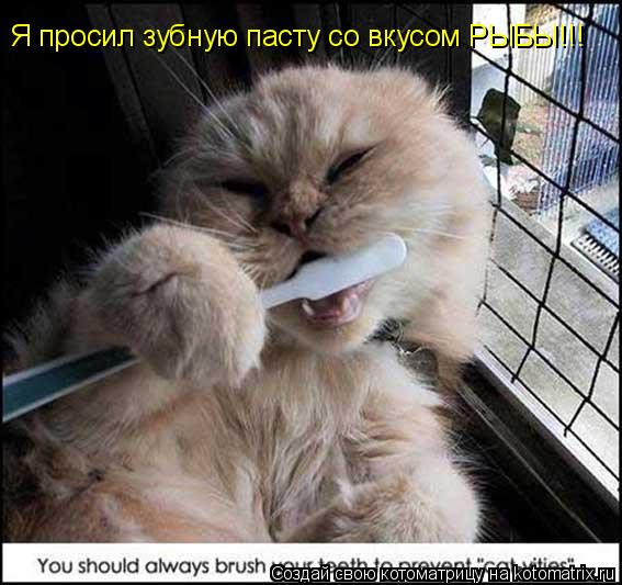 Котоматрица: Я просил зубную пасту со вкусом РЫБЫ!!!