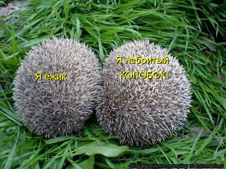 Я ёжик Я небритый КОЛОБОК!... Котоматрица: Я ёжик Я небритый КОЛОБОК!