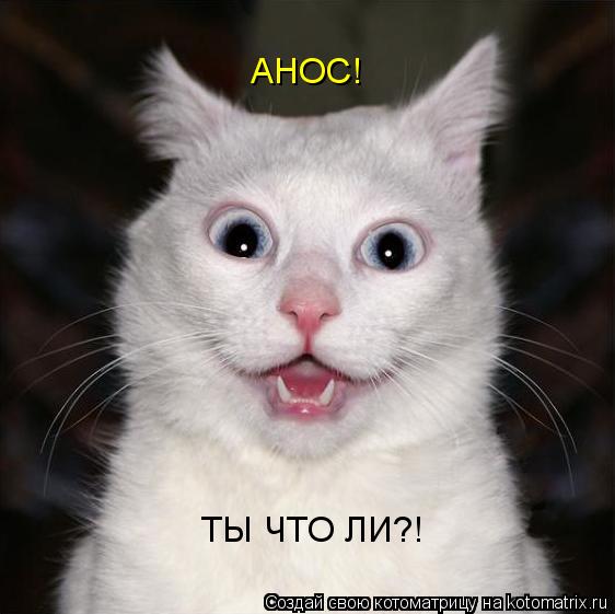 Котоматрица: АНОС! ТЫ ЧТО ЛИ?!