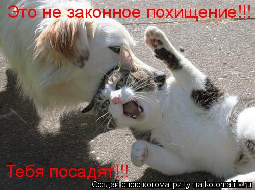 Котоматрица: Это не законное похищение!!! Тебя посадят!!!