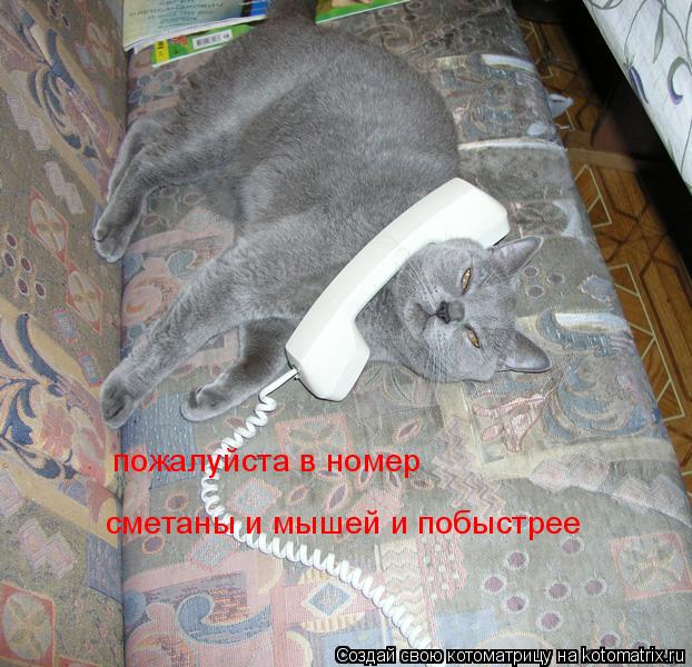 Котоматрица: пожалуйста в номер  сметаны и мышей и побыстрее