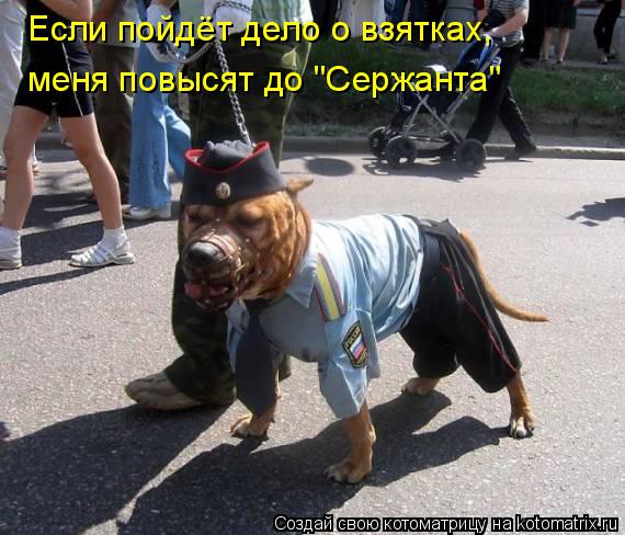Котоматрица: Если пойдёт дело о взятках, меня повысят до "Сержанта"