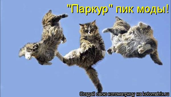 Котоматрица: "Паркур" пик моды!