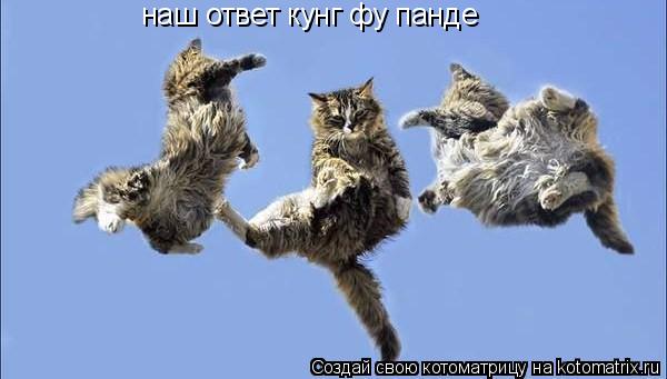 Котоматрица: наш ответ кунг фу панде