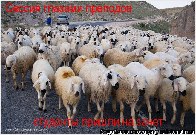 Котоматрица: Сессия глазами преподов студенты пришли на зачет