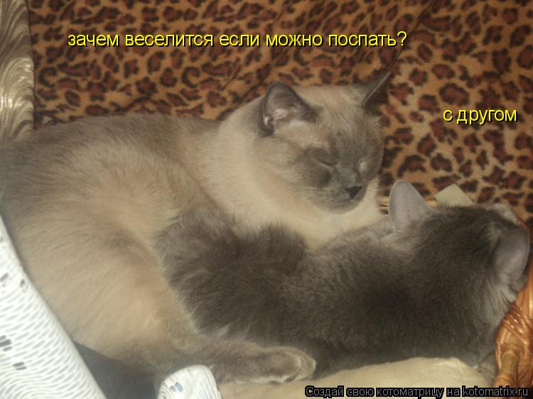 Котоматрица: зачем веселится если можно поспать? с другом