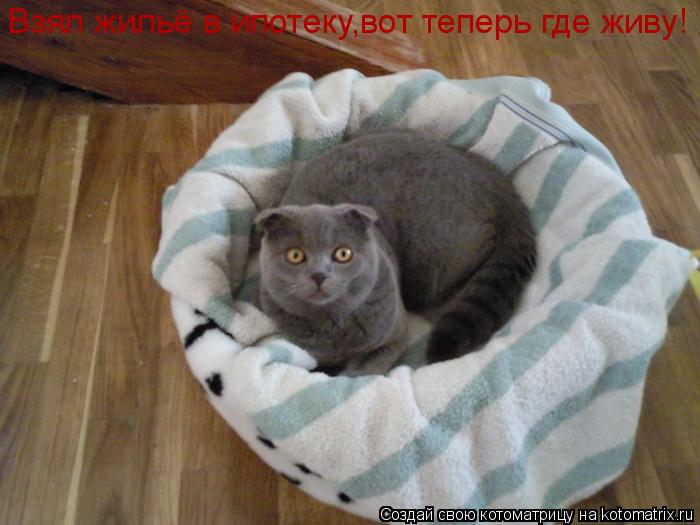 Котоматрица: Взял жильё в ипотеку,вот теперь где живу!