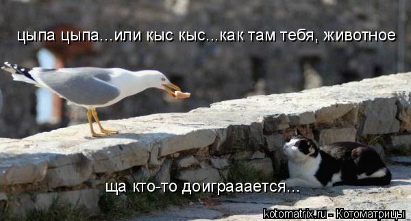 Котоматрица: цыпа цыпа...или кыс кыс...как там тебя, животное ща кто-то доиграаается...