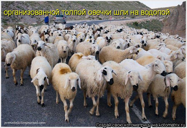 Котоматрица: организованной толпой овечки шли на водопой