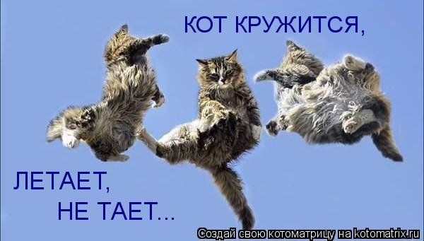Котоматрица: КОТ КРУЖИТСЯ, ЛЕТАЕТ, НЕ ТАЕТ...