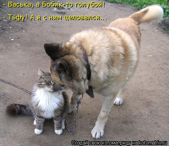 Котоматрица: - Васька, а Бобик-то голубой!  - Васька, а Бобик-то голубой!  - Тьфу! А я с ним целовался...