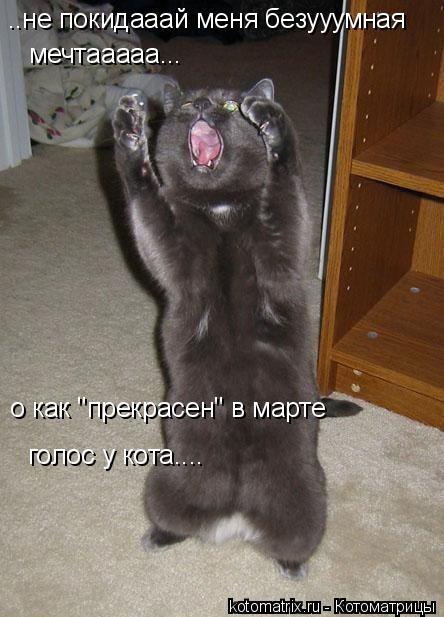 Котоматрица: о как "прекрасен" в марте голос у кота.... ..не покидааай меня безууумная мечтааааа...