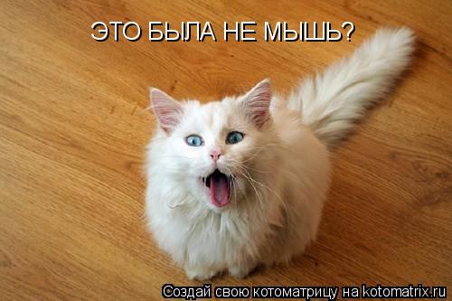 Котоматрица: ЭТО БЫЛА НЕ МЫШЬ?