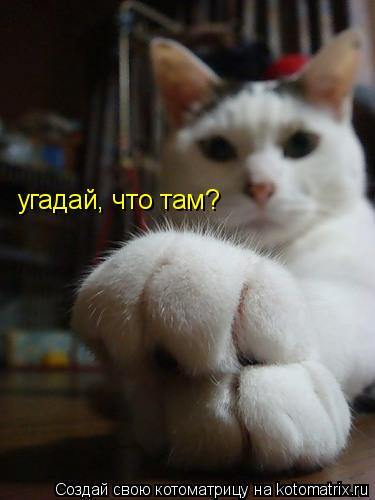 Котоматрица: угадай, что там?
