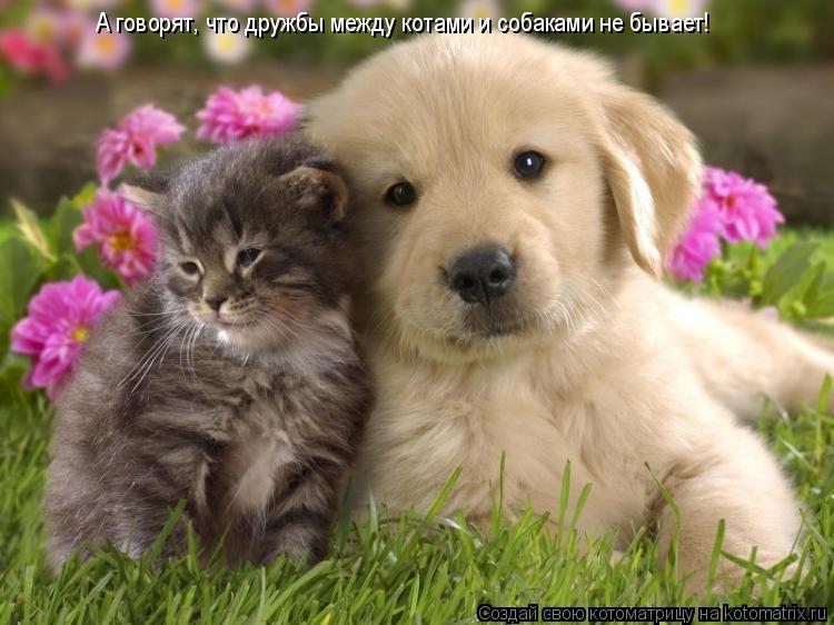 Котоматрица: А говорят, что дружбы между котами и собаками не бывает!