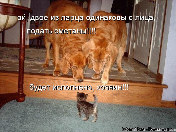 Котоматрица: эй, двое из ларца одинаковы с лица, подать сметаны!!!! будет исполнено, хозяин!!!