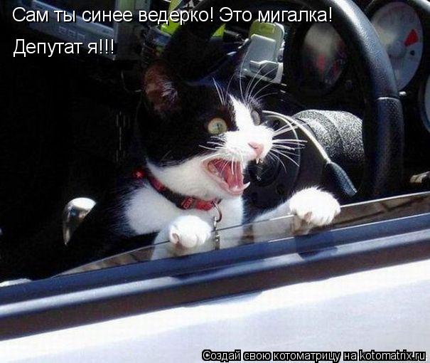 Котоматрица: Cам ты синее ведерко! Это мигалка!  Депутат я!!!