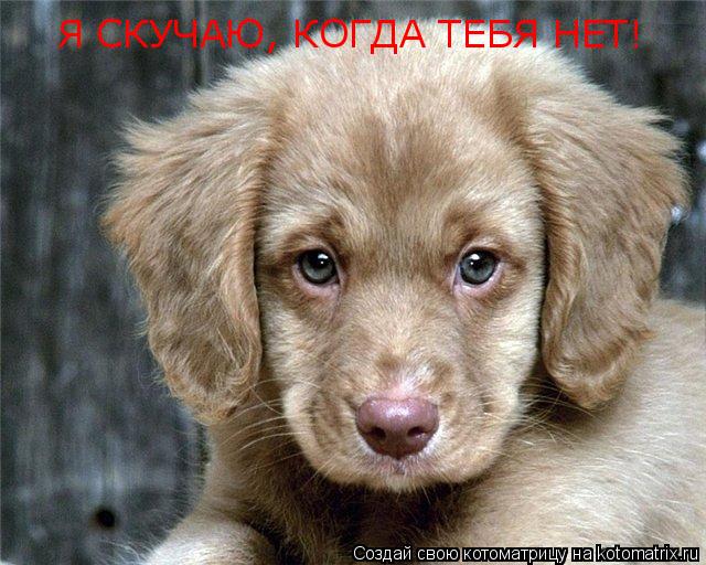 Котоматрица: Я СКУЧАЮ, КОГДА ТЕБЯ НЕТ!
